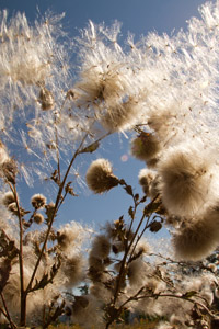 seed heads